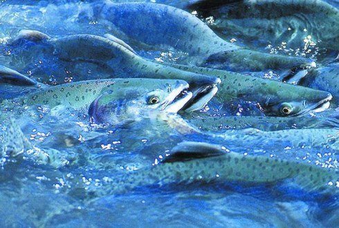 Somon Balığı Satışı ve Yetiştiriciliği 